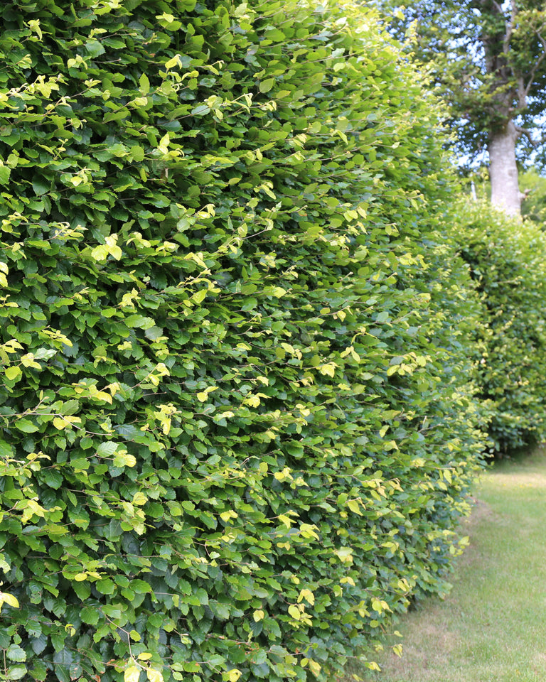 Agnbøk - Flere Høyder