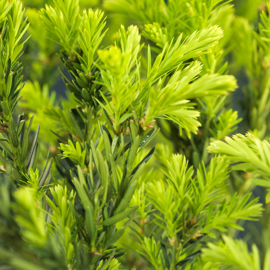 Barlind 'Hillii' 40-50cm