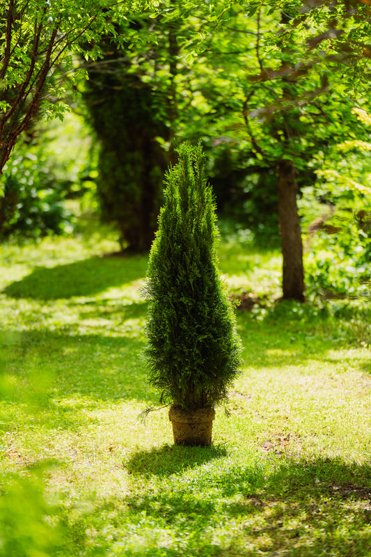 Thuja 'Smaragd' 60-80cm