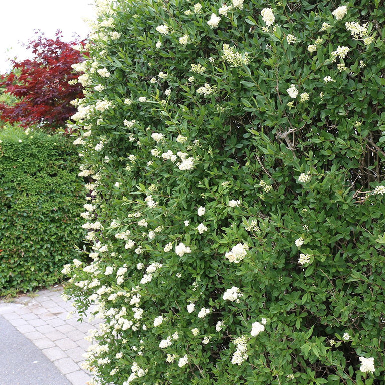 Vinterliguster - Flere Høyder