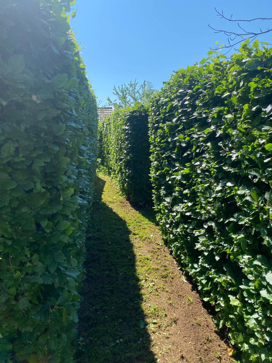 Bøk - Flere Høyder