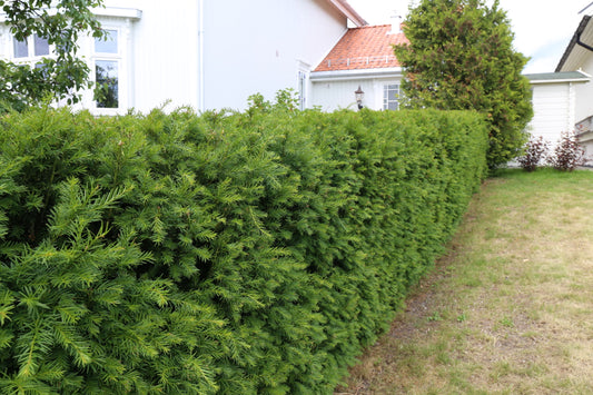 Barlind 'Hillii' 40-50cm