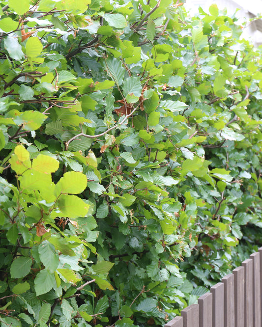 Bøk - Flere Høyder