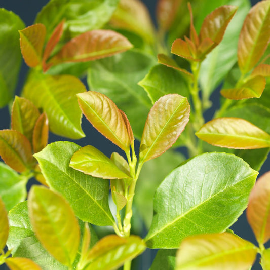 Laurbærhegg 'Etna' 50-60cm