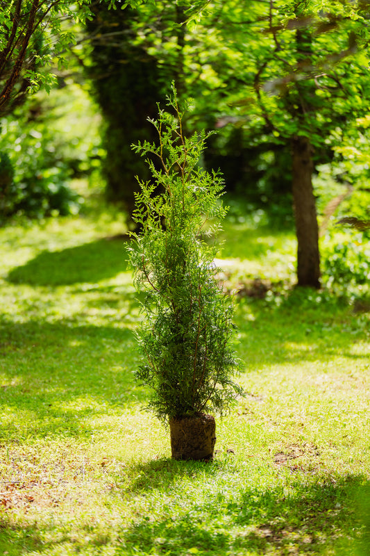 Thuja 'Brabant' 60-80cm
