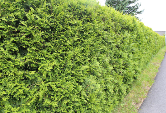 Thuja 'Brabant' 60-80cm