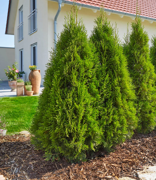 Thuja 'Smaragd' 60-80cm